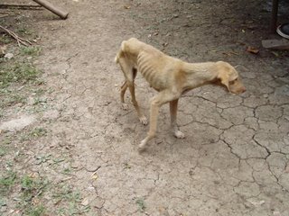 Dog at Chalchocoyo