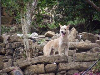 Dog at chalchocoyo